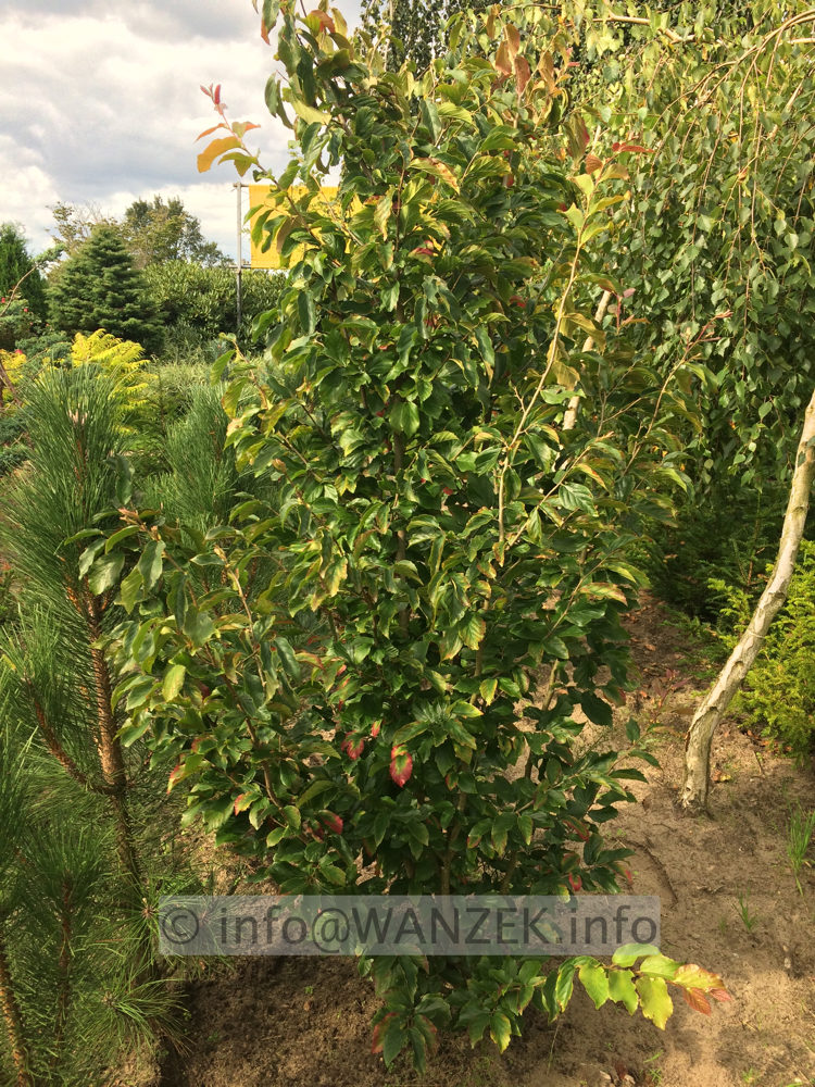 Parrotia persica 3-staemmig 01.JPG